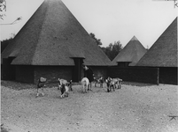 1967-512 Kinderboerderij De Kraal aan het Kralingse Bos, met een der stallen met geiten.