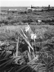 1972-1566 Een sloot met waterplanten langs de Capelseweg.
