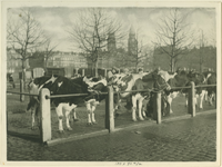 1985-830 Langs de straatkant een rij koeien opgesteld.