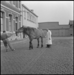 11189 De keuring van een paard voor de slacht bij het Openbaar Slachthuis aan de Boezemstraat.