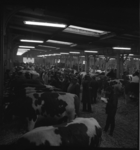 21038 Veehandelaren bekijken de koeien bij de Veemarkt op het terrein aan de Boezemsingel, in de omgeving van de Lange ...