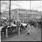 21043 Koeien en handelaren op de veemarkt aan de Boezemweg.