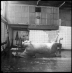 343-2 Het kadaver van een paard ligt op zijn rug in een ruimte van het destructiebedrijf Gekro, dat slachtafval en dode ...
