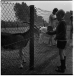 38409 Een jongen geeft de geit wat te eten, tijdens het schoolreisje met andere scholieren op kinderboerderij 'De ...