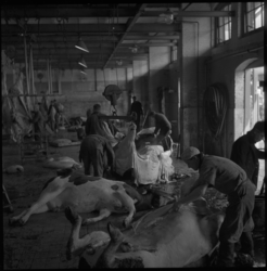 4977 Interieur van het Openbaar Slachthuis aan de Boezemstraat. Werknemers zijn bezig met het ontvellen van runderen.