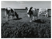 1972-1086 Een aantal koeien in een weiland ten westen van de Kethelsekade in de Oost-Abtspolder.