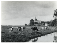 1977-162 Overzicht van de Hillegondakerk in Hillegersberg en op de voorgrond een weiland met grazende koeien.