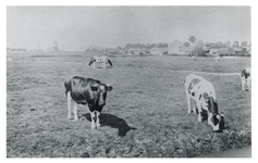 1978-2519 Zicht op een weidelandschap in de Oost-Abtspolder met een paar koeien die grazen, in de hoek of kromming van ...