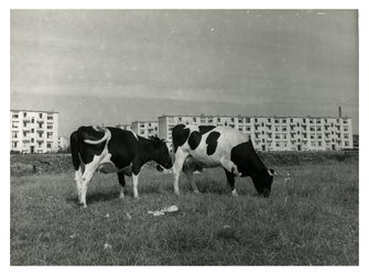 III-339 Grazende koeien in een weiland, en op de achtergrond nieuwe flats in Overschie.
