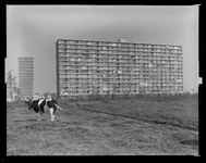L-9499 Flatgebouwen aan de Viervantstraat in Prins Alexanderpolder met een koe in het aangrenzende weiland.