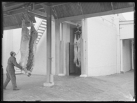 L-998 Een medewerker van het Openbaar Slachthuis duwt een geslacht dier naar het koelhuis. Rechts hangt een karkas aan ...