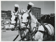 1970-2629 Twee paarden met koets staat klaar bij de Hugo de Grootstraat op het terrein van de voormalige Jaminfabriek ...