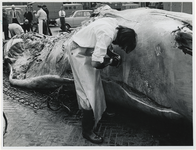 1972-673 Het verwijderen van één van de ogen van de op 7 mei 1972 in de Prinses Margriethaven gestrande blauwe vinvis ...