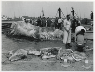 1972-674 De ontleding van de op 7 mei 1972 in de Prinses Margriethaven gestrande blauwe vinvis (vrouwtje van acht meter ...