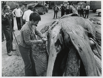 1972-677 Het verwijderen van één van de ogen van de op 7 mei 1972 in de Prinses Margriethaven gestrande blauwe vinvis ...