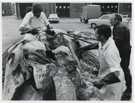 1972-680 De ontleding van de op 7 mei 1972 in de Prinses Margriethaven gestrande blauwe vinvis (vrouwtje van acht meter ...