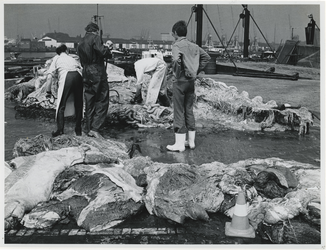 1972-681 De ontleding van de op 7 mei 1972 in de Prinses Margriethaven gestrande blauwe vinvis (vrouwtje van acht meter ...