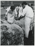 1972-682 De ontleding van de op 7 mei 1972 in de Prinses Margriethaven gestrande blauwe vinvis (vrouwtje van acht meter ...