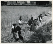 1977-3002 In de binnenstad van Rotterdam zijn graanvelden aangelegd om de voedselschaarste van tijdens de laatste ...