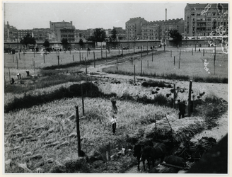 1977-3003 Oogst op de graanvelden in de binnenstad, die zijn aangelegd om de voedselschaarste van tijdens de laatste ...