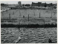1977-3005 Oogst op de graanvelden in de binnenstad, die zijn aangelegd om de voedselschaarste van tijdens de laatste ...