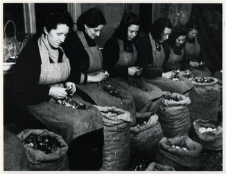 1977-3014 Het schoonmaken van bloembollen voor de centrale gaarkeuken in het houten uitdeellokaal aan het Bentinckplein ...