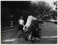 1977-3208 Een vrouw vervoert sprokkelhout met de fiets, vanwege de brandstofschaarste tijdens de Hongerwinter en de ...