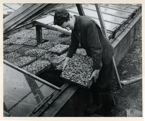 1977-3839 In verband met de tabakschaarste worden in de gemeentekassen tabaksplanten geteeld tijdens de bezettingsjaren ...