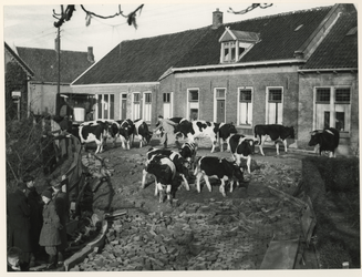 1977-3979 Enkele koeien die de watersnoodramp hebben overleefd, worden door een boer bij elkaar gedreven.