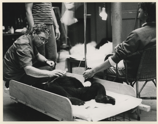1986-1188 Een zieke mensaap in Blijdorp bij de dierenarts.