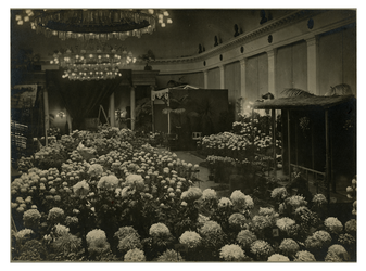 XXXIII-254 De Chrysantemum-tentoonstelling georganiseerd door de Nederlandsche Maatschappij van Tuinbouw en Plantenkunde.