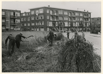 XXXIII-625-2 De oogst van rogge aan de Vroesenlaan. De landbouwactiviteiten in de stad zijn uitgevoerd in het kader van ...